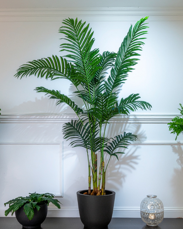 Indoor Plants