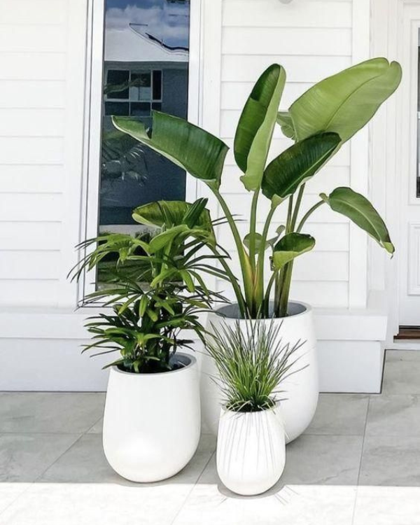 Outdoor Plants